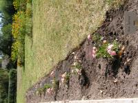 Літературно паломництво в Піски ( алея.JPG)